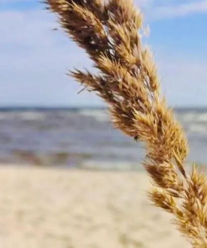 Kuru Guest House Gostinjska kuća